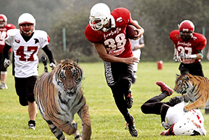 Tigers, Strike!