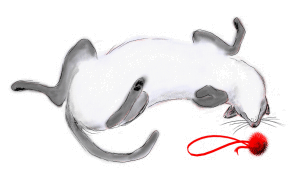 cat