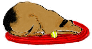 dog