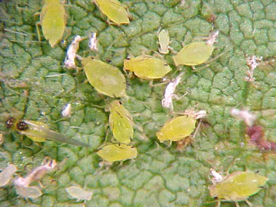 Aphids