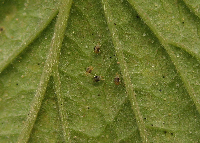 Spider Mites