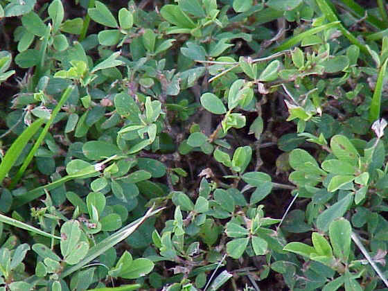 Common Lespedeza