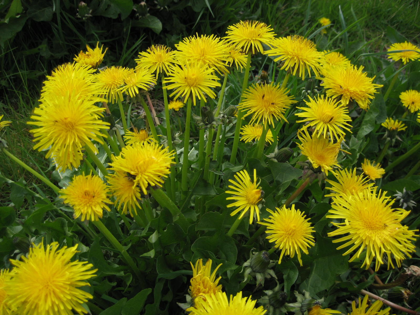 Dandelions