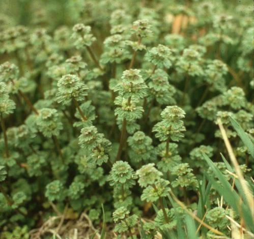 Henbit